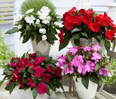7 комнатных растений, которые будут радовать своими цветами вас целый год