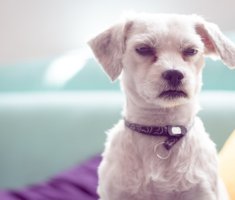 12 вещей, которые нельзя делать со своей собакой: полезные советы по воспитанию питомца