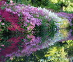 Астильба в ландшафтном дизайне — фото цветов на клумбе, идеи сочетания растений в миксбордере