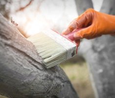 3 материала, которые можно использовать вместо побелки деревьев – и от ожогов спасут, и от грызунов помогут