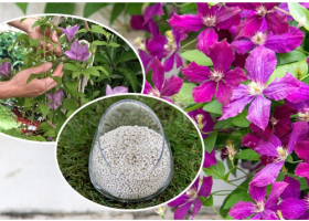 Подкормка клематисов весной — чем подкормить для роста и пышного цветения