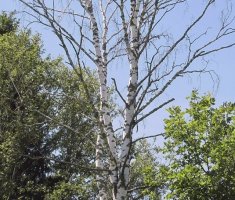 5 признаков болеющей березки: лучше не ждать, когда дерево засохнет, а спилить его на дрова