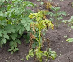 5 причин, почему картофель в земле покрывается глубокими трещинами