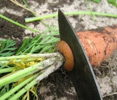 Как сделать так, чтобы морковка при хранении не начинала прорастать