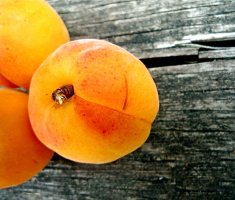 Болезни и вредители абрикоса: борьба с ними