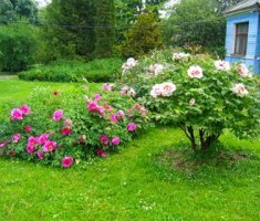 Древовидные пионы в дизайне сада: виды и сорта