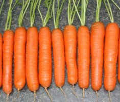 Какую морковь можно посеять в октябре-ноябре, чтобы она спокойно пережила зиму