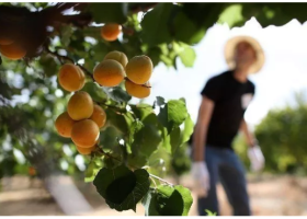 Посадка и выращивание абрикоса, особенности ухода в средней полосе России, в Сибири, на Урале