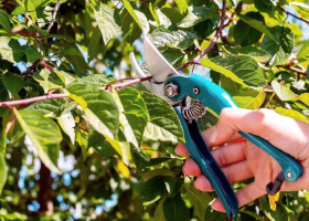 Обрезка сливы летом: наглядная инструкция по летней обрезке молодого и старого дерева, видео