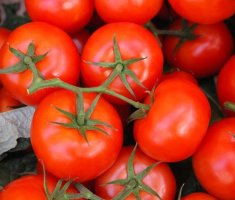 8 сортов томата, подходящих для посева в октябре