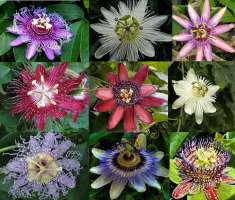 Пассифлора (страстоцвет): все нюансы ухода за цветком в домашних условиях, правила размножения + фото и видео