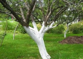 Вредители яблонь и их лечение (с фото)