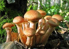 Съедобные грибы опята: виды с фото