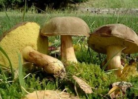 Моховик: фото и описание гриба