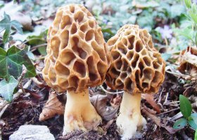 Грибы строчки и сморчки: фото и описание
